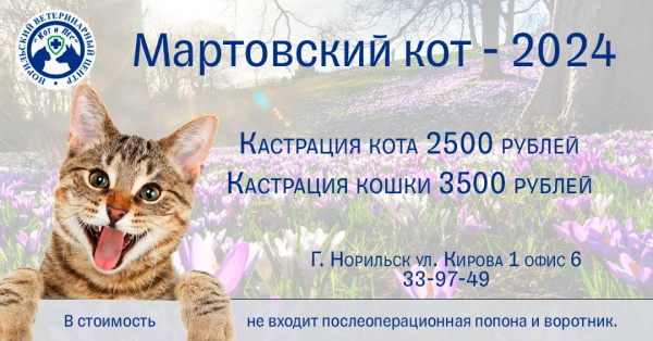 Акция "Мартовский кот": скидки на кастрацию котов и кошек